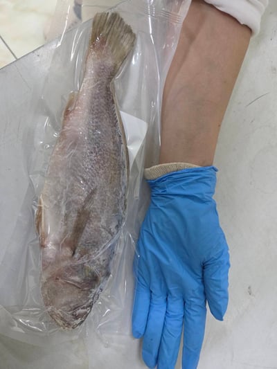 鮮凍野生白口魚10
