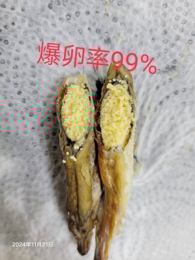41/45船凍爆卵蛋蛋魚(柳葉魚/喜相逢)7