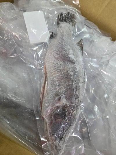 現流三去金目鱸魚5