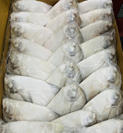 嘟嘟好印度正白鯧5