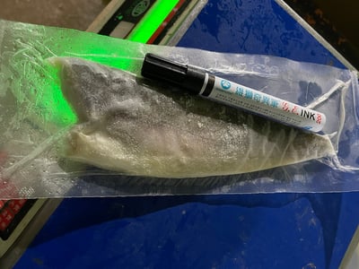 鮮美午仔魚清肉排7