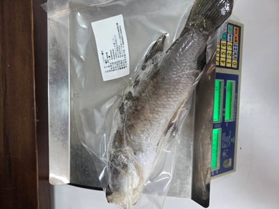 現流三去金目鱸魚10