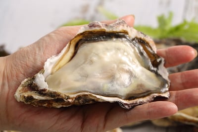 日本宮城活凍全殼生蠔(2L)2