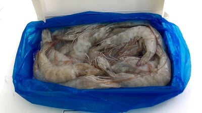 發大財巨無霸大白蝦20/307