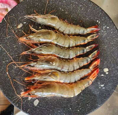 YES大尾6P海草蝦1