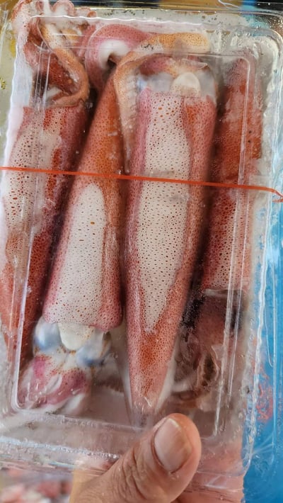 東北角船凍一排大卷16