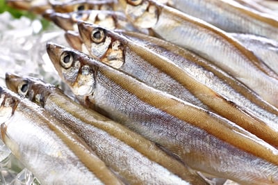 41/45船凍爆卵蛋蛋魚(柳葉魚/喜相逢)2