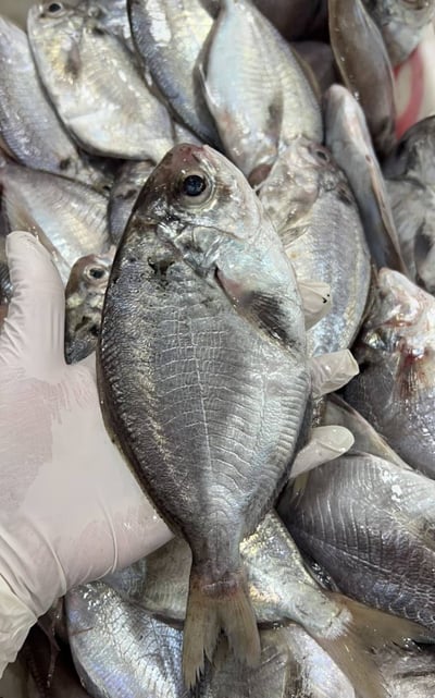 肉鯽魚1