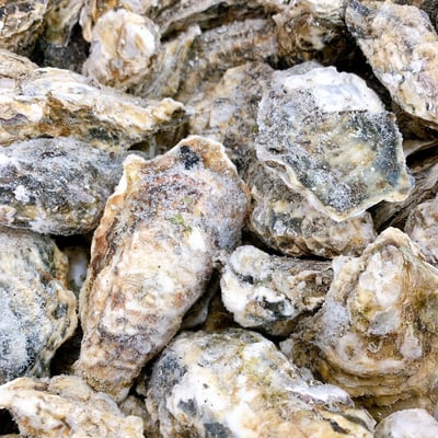 日本宮城活凍全殼生蠔(2L)8