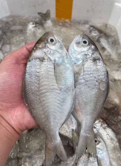 肉鯽魚2