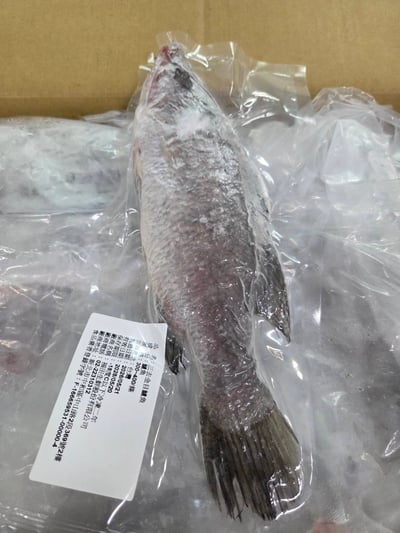 現流三去金目鱸魚12