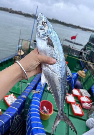 白腹馬鮫2