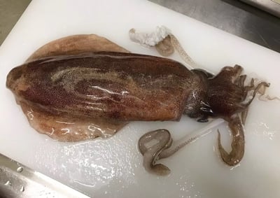 嘟嘟好船凍軟絲2