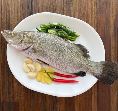 現流三去金目鱸魚1