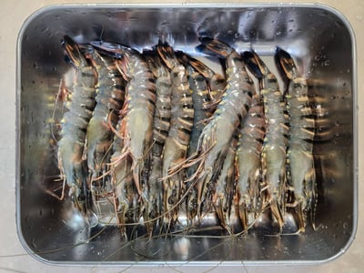 最高品質海虎蝦12p6