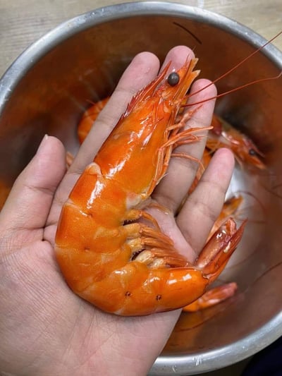 YES大尾6P海草蝦3