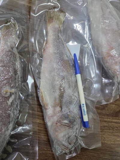 鮮凍野生白口魚11