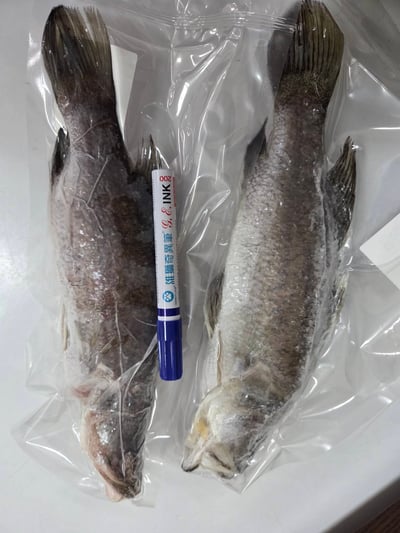 現流三去金目鱸魚9