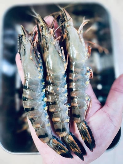 包鑽活凍草蝦12P2