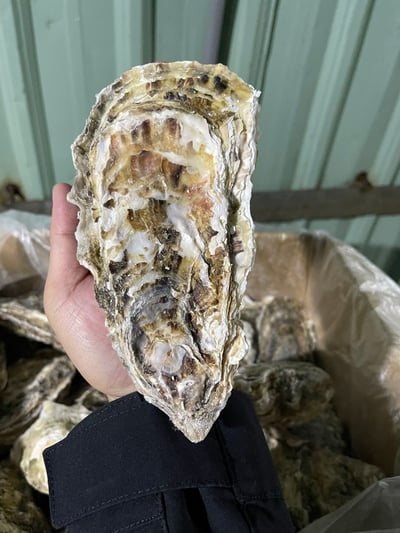 宮城超級大全殼活凍生蠔11