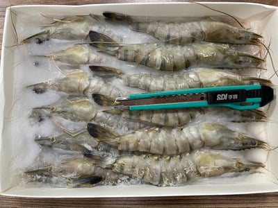 極品草蝦12P18