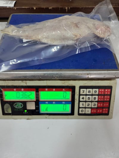 鮮凍野生白口魚14