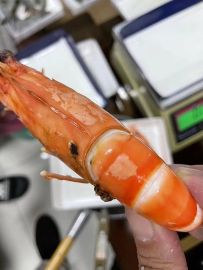 高品質馬來西亞8p大草蝦3