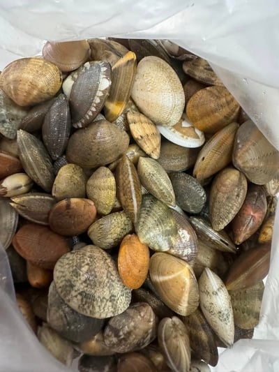 熟凍即食帶殼海瓜子(預購)5