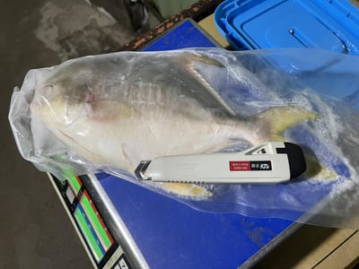 台灣富貴黃金鯧3
