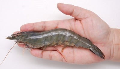 五星活凍白蝦21/252