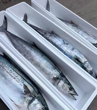 巨無霸野生土魠魚片7