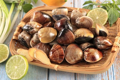 現流台南七股文蛤1