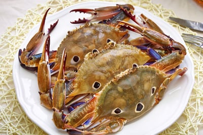 野生三點蟹4