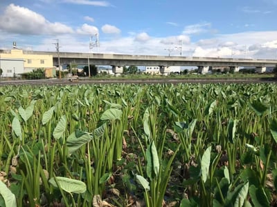 在地小農檳榔心芋頭9