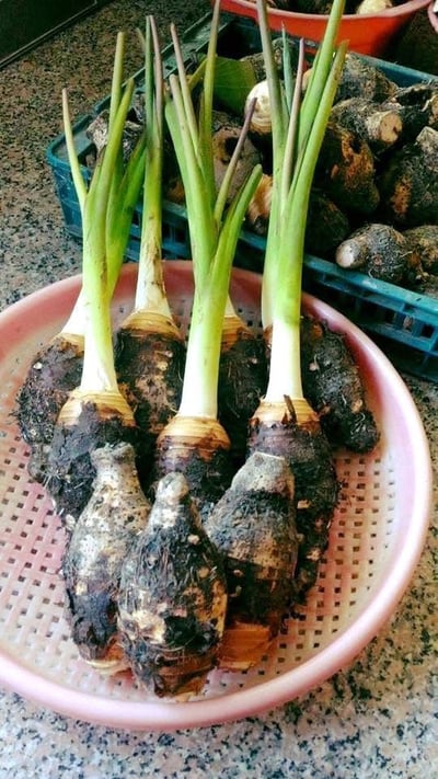 在地小農檳榔心芋頭6