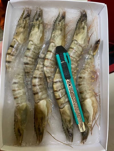 高品質馬來西亞8p大草蝦6