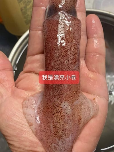 東北角船凍一排大卷12