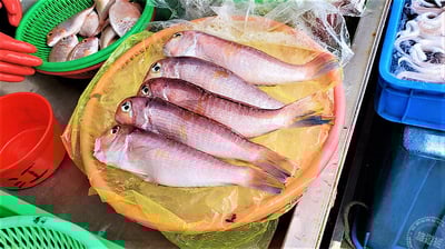 現流急凍紅面馬頭魚(2尾/組)3