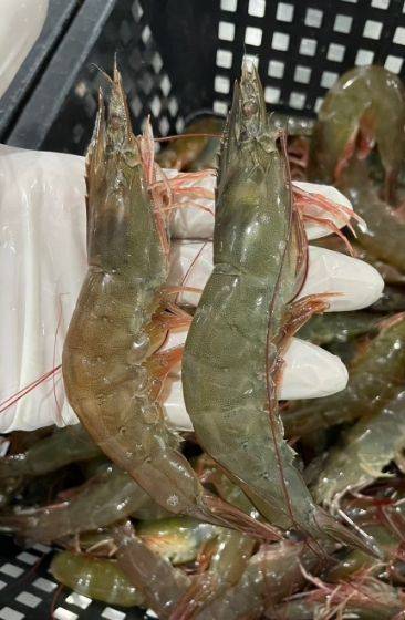 厄瓜多SUNNY活凍生白蝦20/304