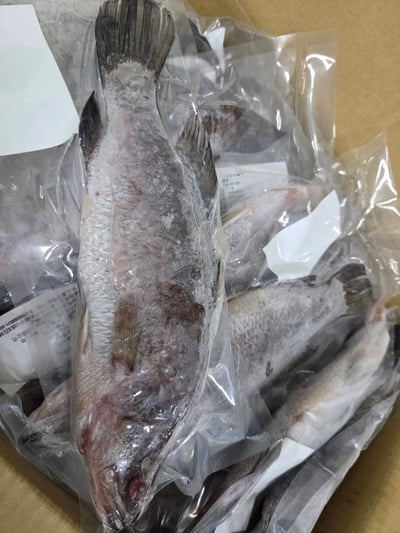 現流三去金目鱸魚7