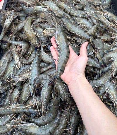 最新到櫃重磅黑虎蝦/350克17
