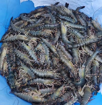 最新到櫃重磅黑虎蝦/350克2