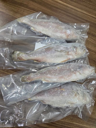 鮮凍野生白口魚12