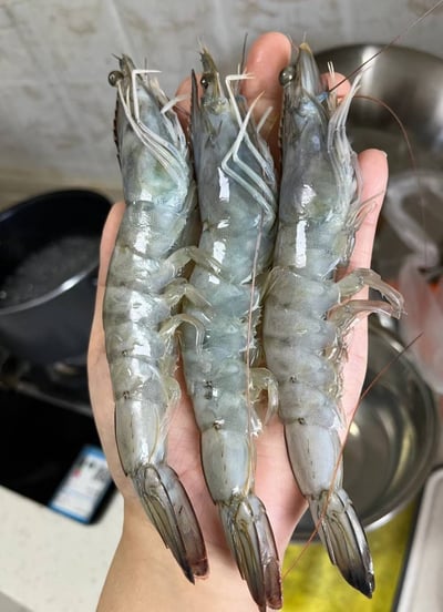 巴拿馬特大白蝦20/308