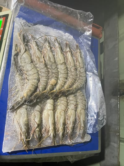 包鑽活凍草蝦12P8