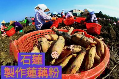 無毒蓮藕茶食材7