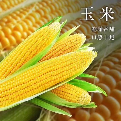 飽滿元寶手工水餃8