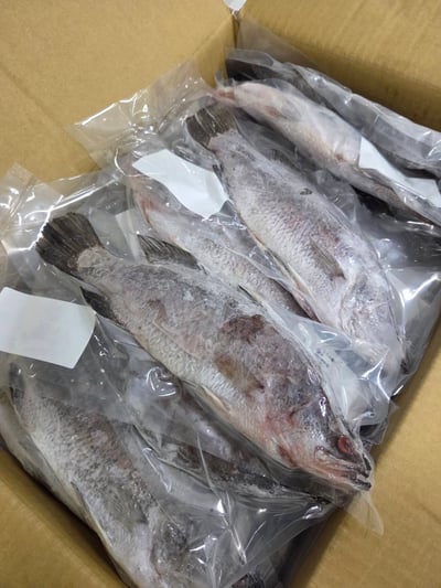 現流三去金目鱸魚8