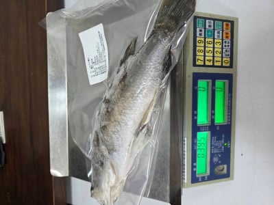 現流三去金目鱸魚11
