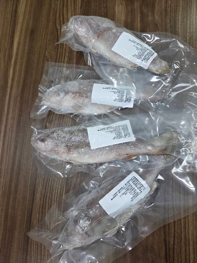 鮮凍野生白口魚13